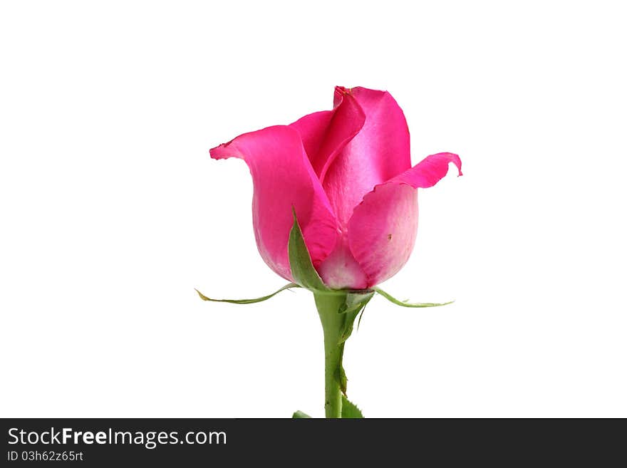 Pink Rose Isolated In White Background