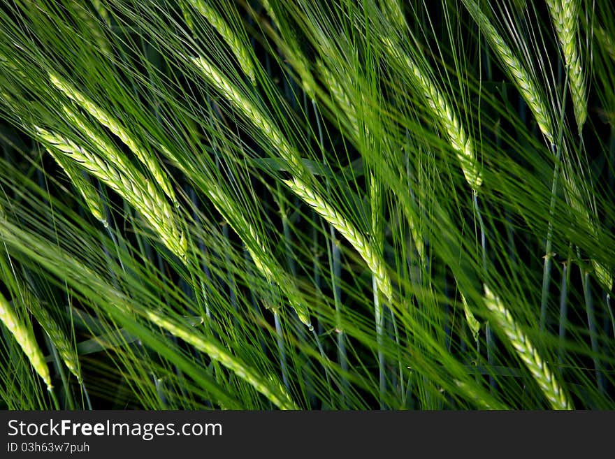 Green wheat field