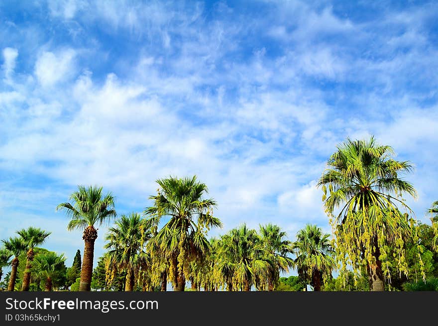 Beautiful tropical palms on the blue sky background. Beautiful tropical palms on the blue sky background