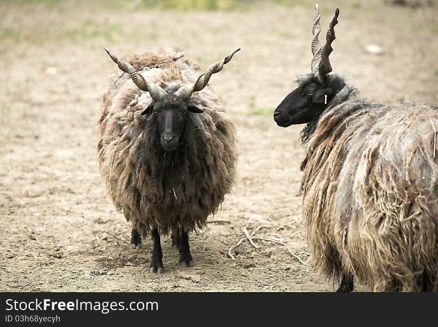 Two twisted horn goats outdoor