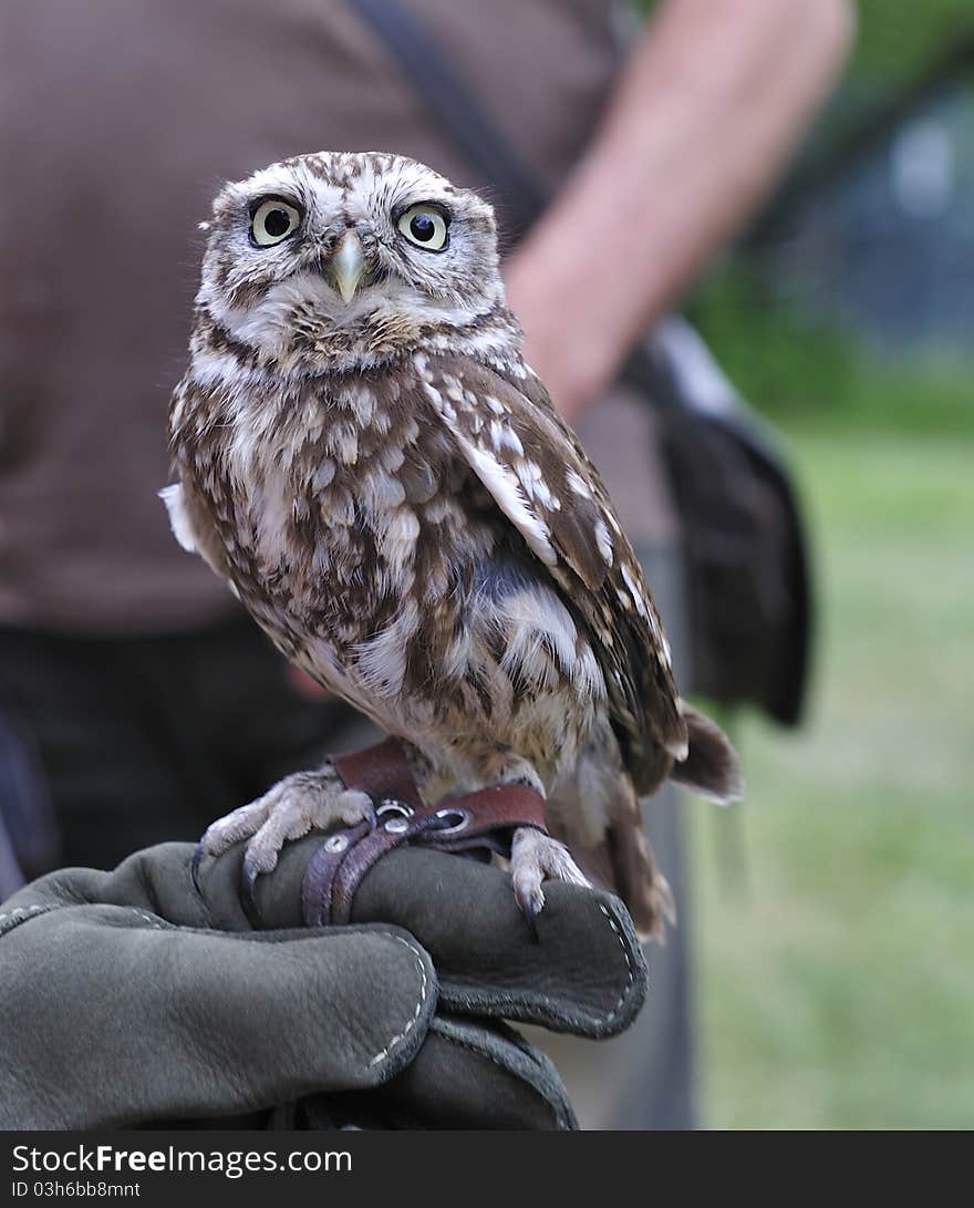 Little burrowing owl,Athene cunicularia.