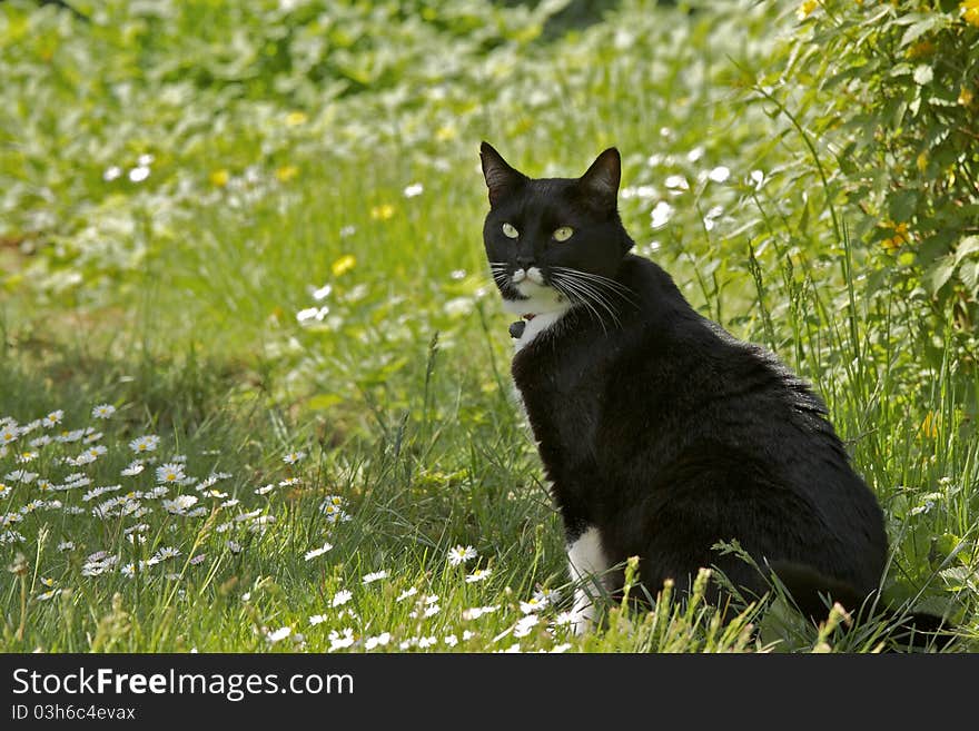 Domestic cat on lookout in high grass