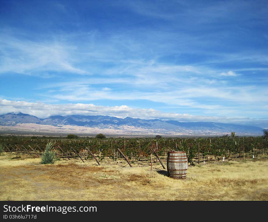 Vineyard near Cafayate