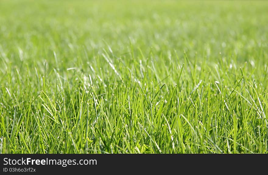 Lawn of the bright green grass closeup. Lawn of the bright green grass closeup