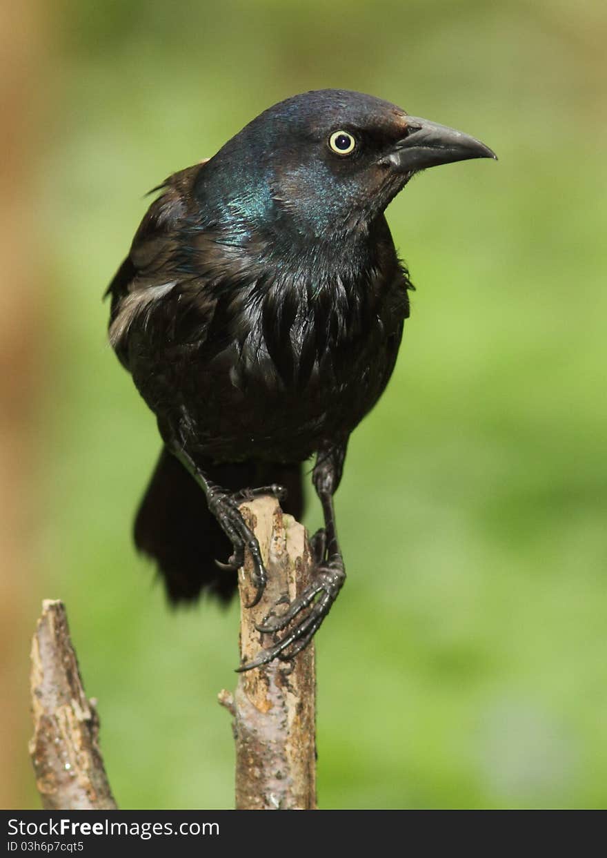 Common Grackle (Quiscalus quiscula) perched on a branch - Ailsa Craig, Ontario, Canada