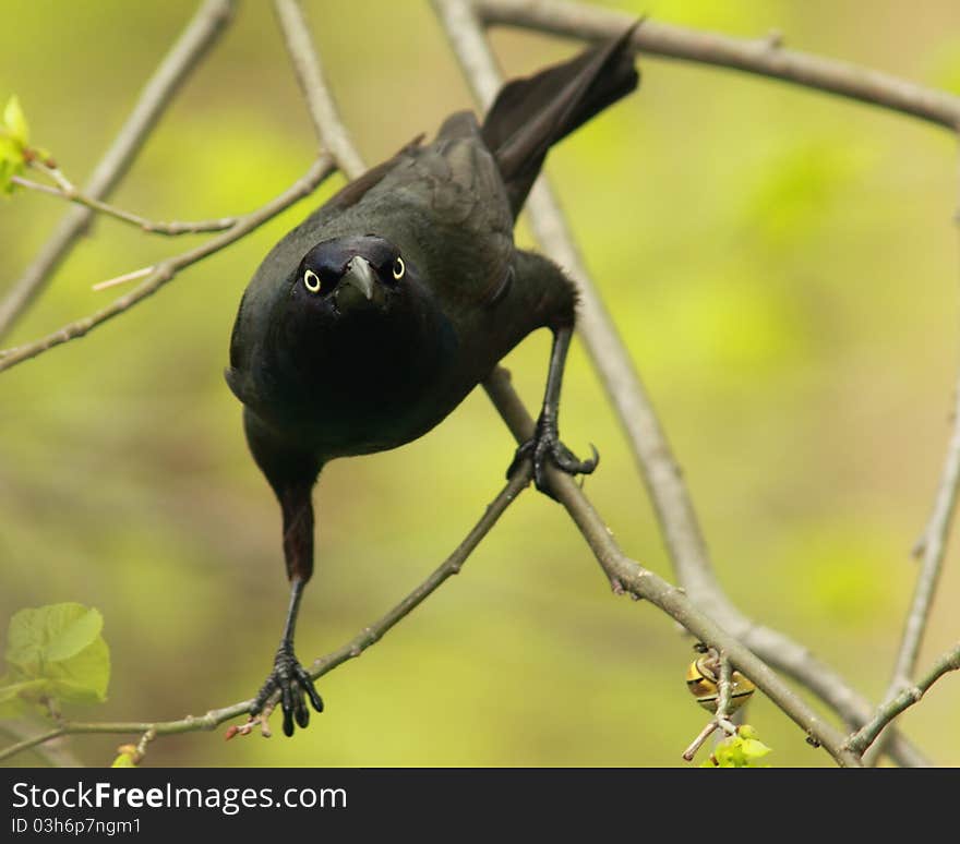 Common Grackle (Quiscalus quiscula) looking at camera - Ailsa Craig, Ontario, Canada. Common Grackle (Quiscalus quiscula) looking at camera - Ailsa Craig, Ontario, Canada