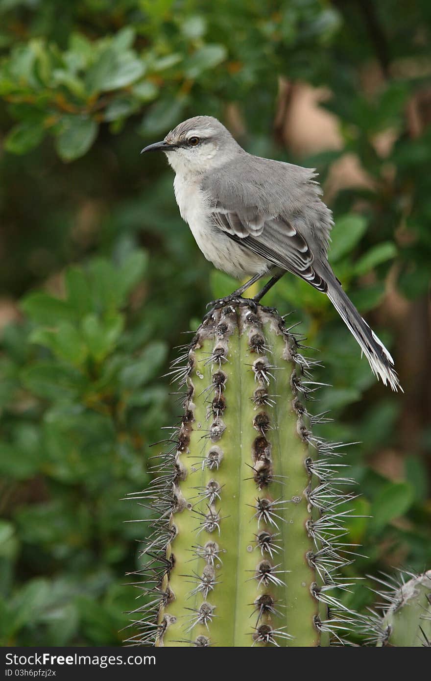 Northern Mockingbird (Mimus gilvus) perched on a cactus - Bonaire, Netherlands Antilles. Northern Mockingbird (Mimus gilvus) perched on a cactus - Bonaire, Netherlands Antilles