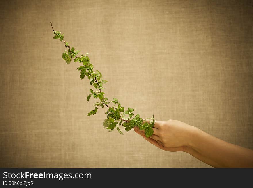 Raspberry branch