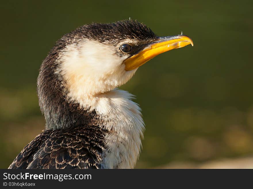 Little Pied Cormorant