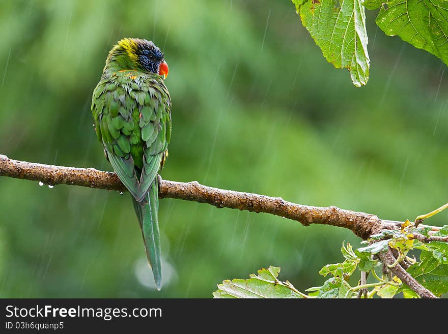 A lonely Rainbow lorikeet weathering the storm. A lonely Rainbow lorikeet weathering the storm.