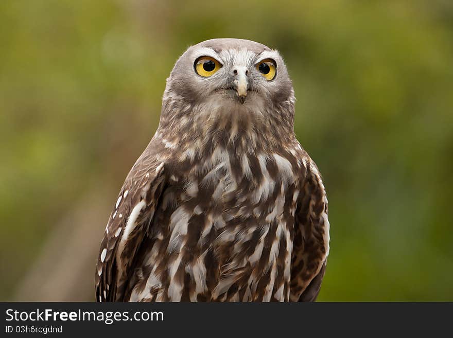 Barking Owl