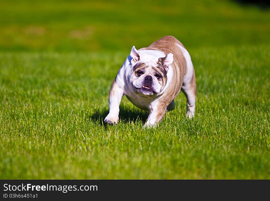 Bulldog running through the grass. Bulldog running through the grass