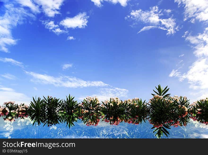 Flowers And Green Leaves And Bright Blue Sky Backg