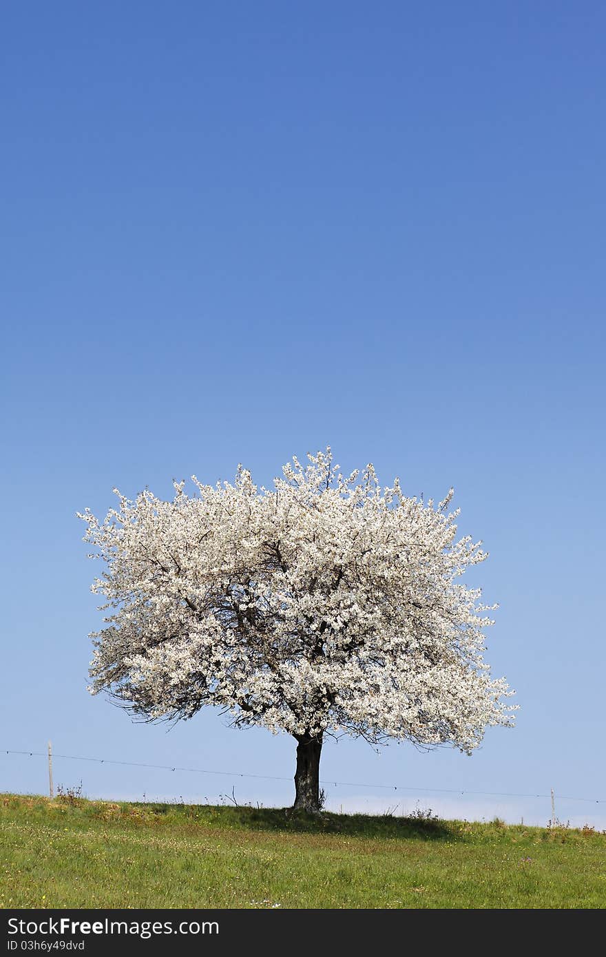 White tree and green grass in spring. White tree and green grass in spring