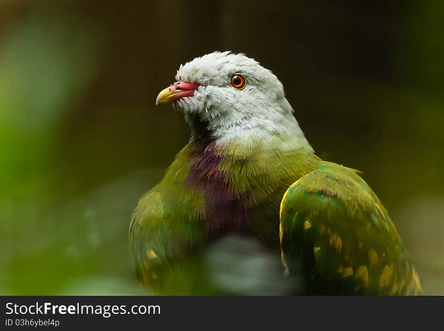 Found in tropical and sub-tropical rain forests of Queensland, Australia where it feeds on fruit and berries. Found in tropical and sub-tropical rain forests of Queensland, Australia where it feeds on fruit and berries.