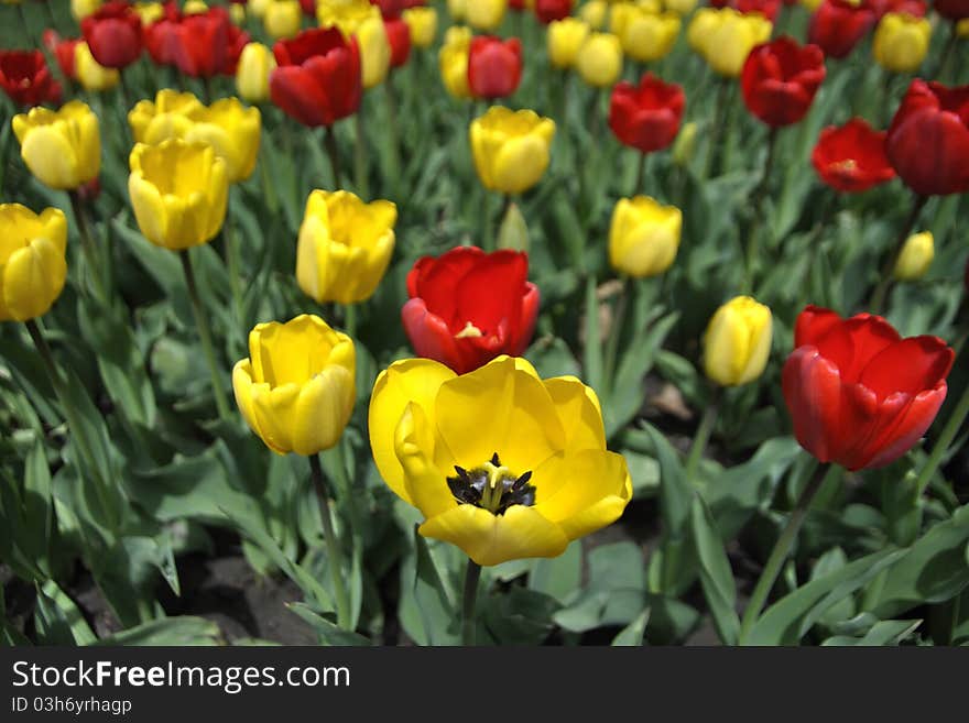 Field of tulips of yellow and red flowers