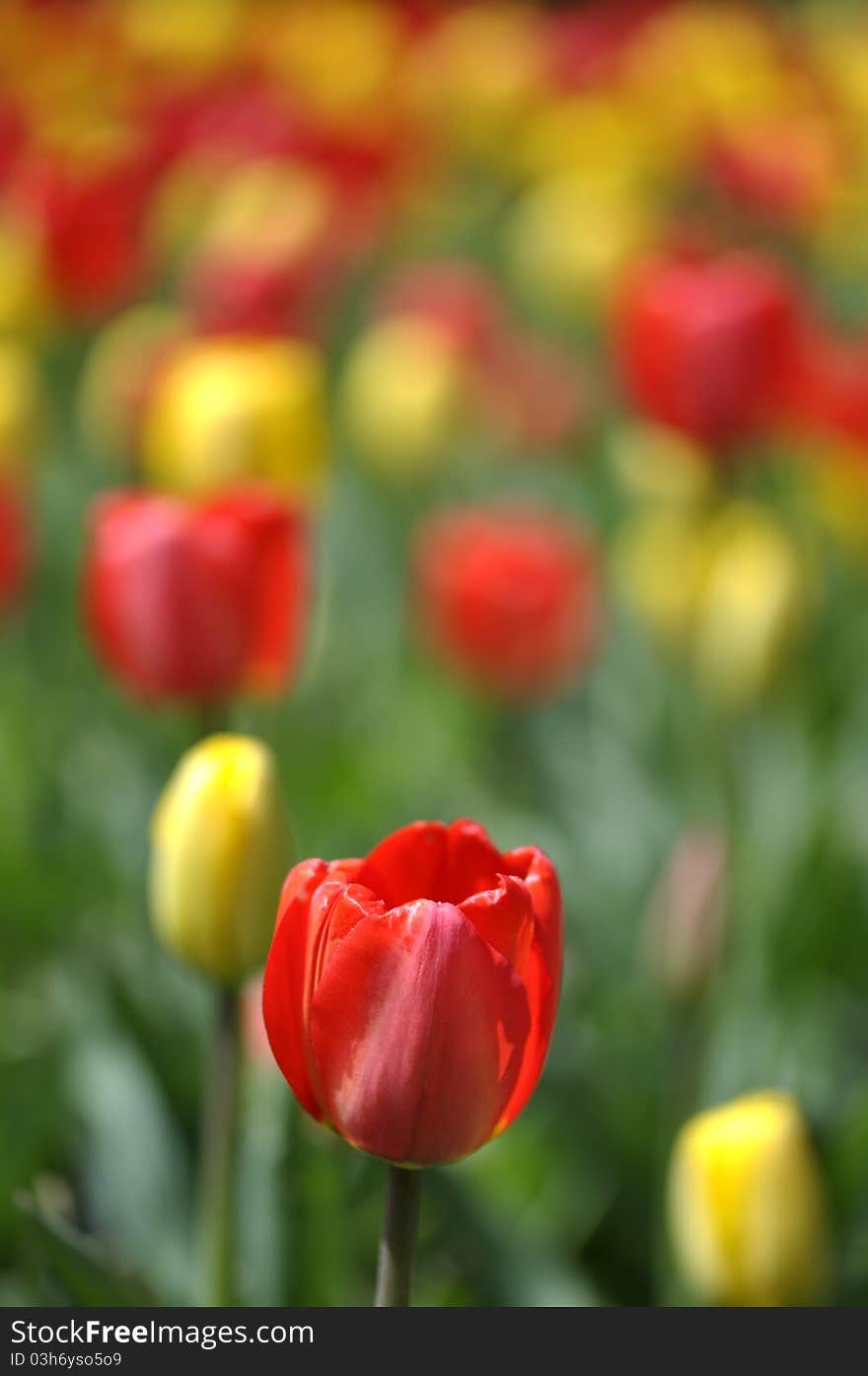 Closeup of red tulip with blurred background of field of tulips