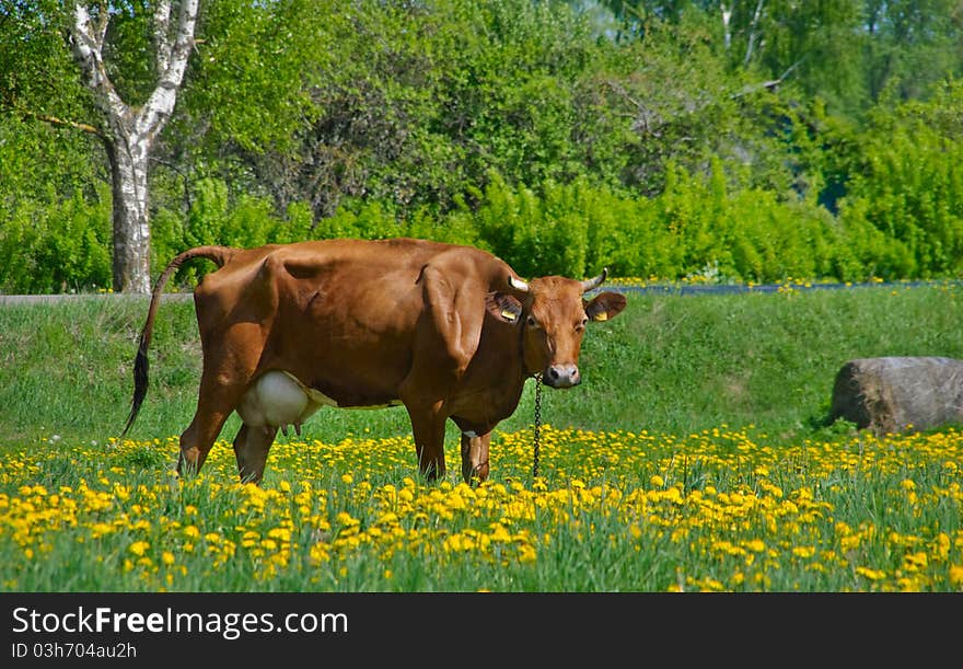 Cow on meadow