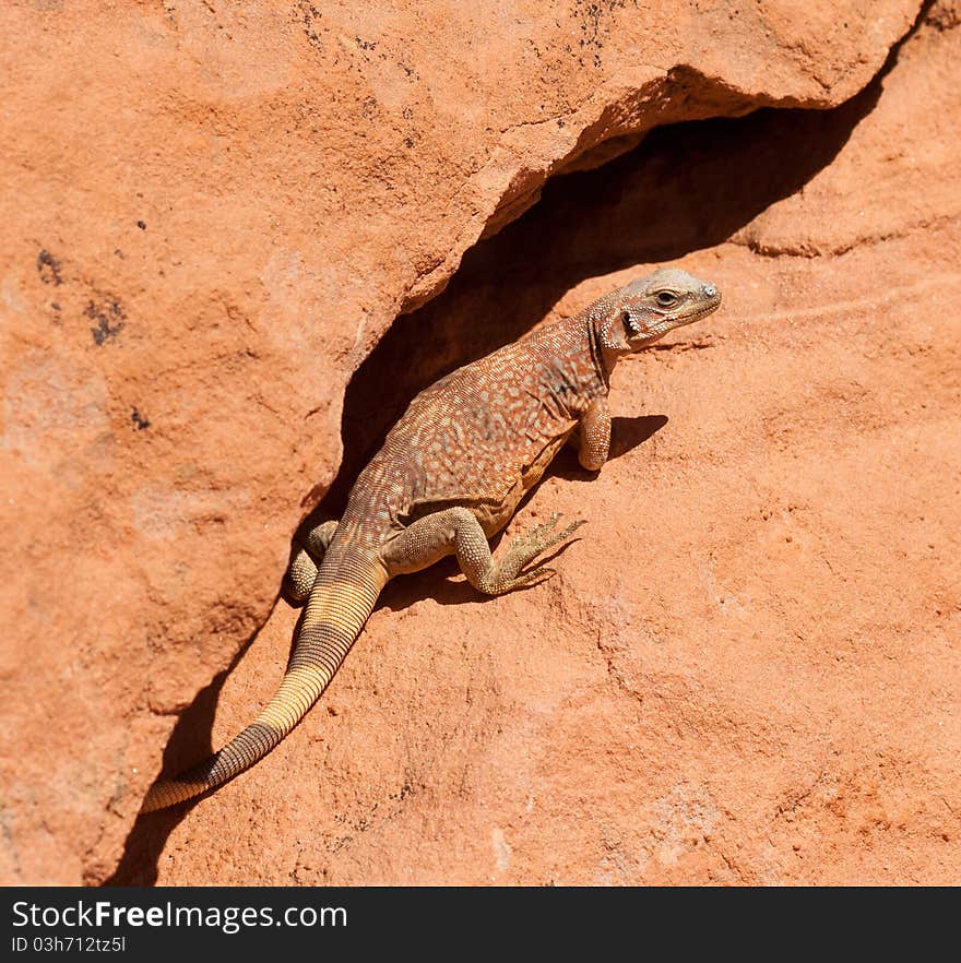 Big western Chuckwalla lizard posing in a crevise in the desert in Valley of Fire