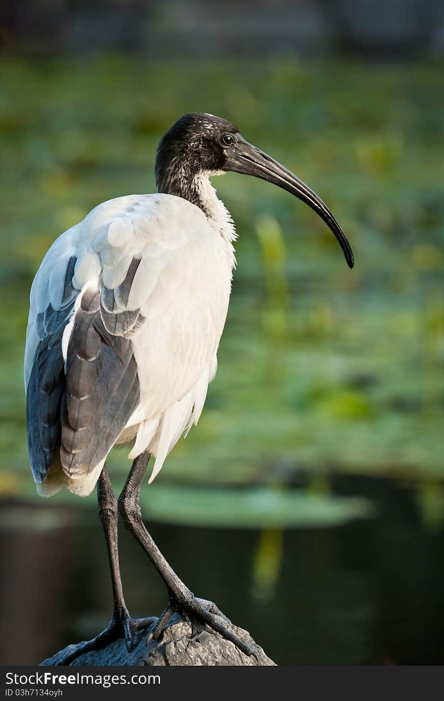 A juvenile Australian White Ibis perches on a rock next to a lily-filled pond. A juvenile Australian White Ibis perches on a rock next to a lily-filled pond.