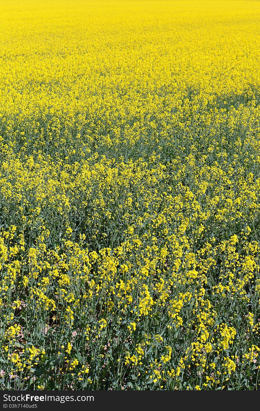 Rape field in france in summer