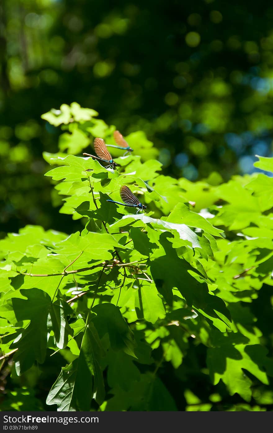 Colorful dragonfly insects in forest