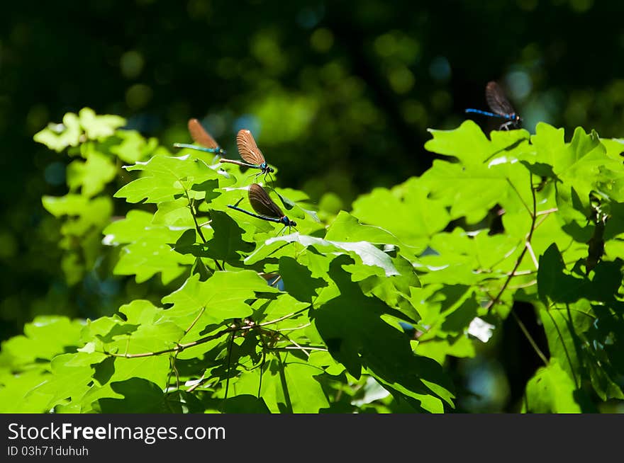 Dragonflies resting on leafs in forest