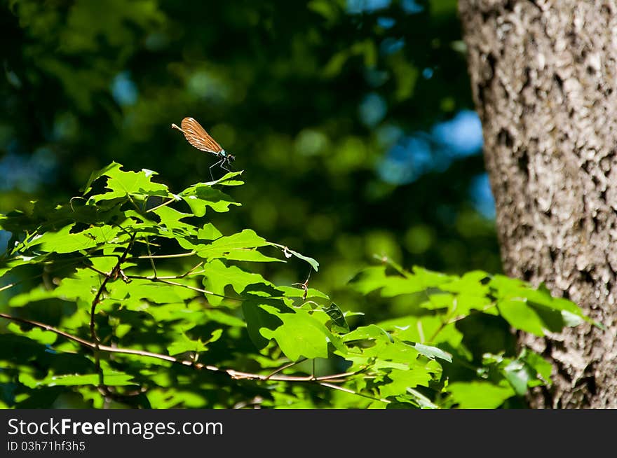 Small dragonfly in forest