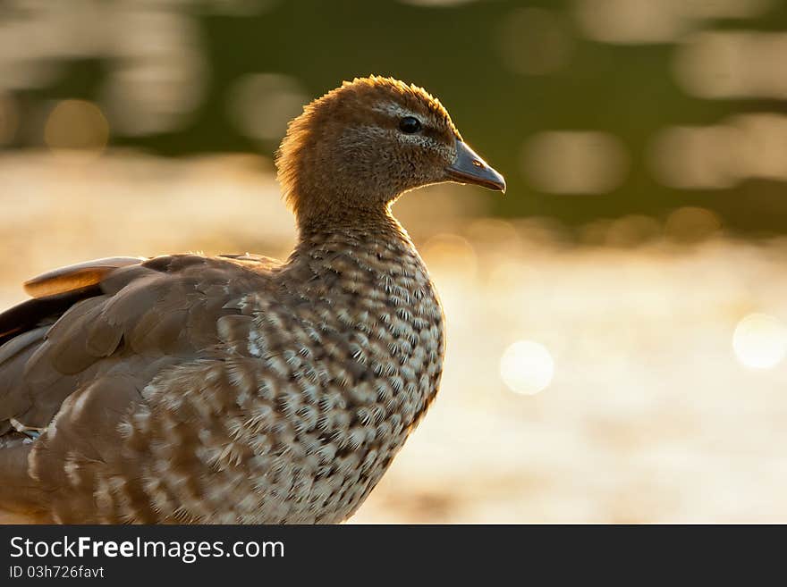 Also known as the Maned Goose. Nests in tree hollow and chicks free fall from nests after parents calls. Also known as the Maned Goose. Nests in tree hollow and chicks free fall from nests after parents calls.