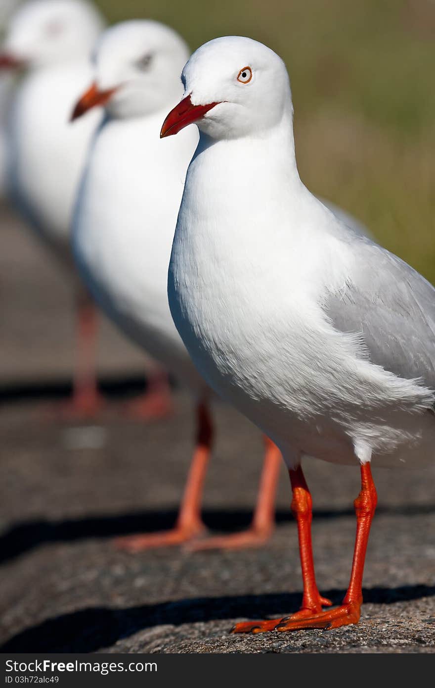 Silver gull tio