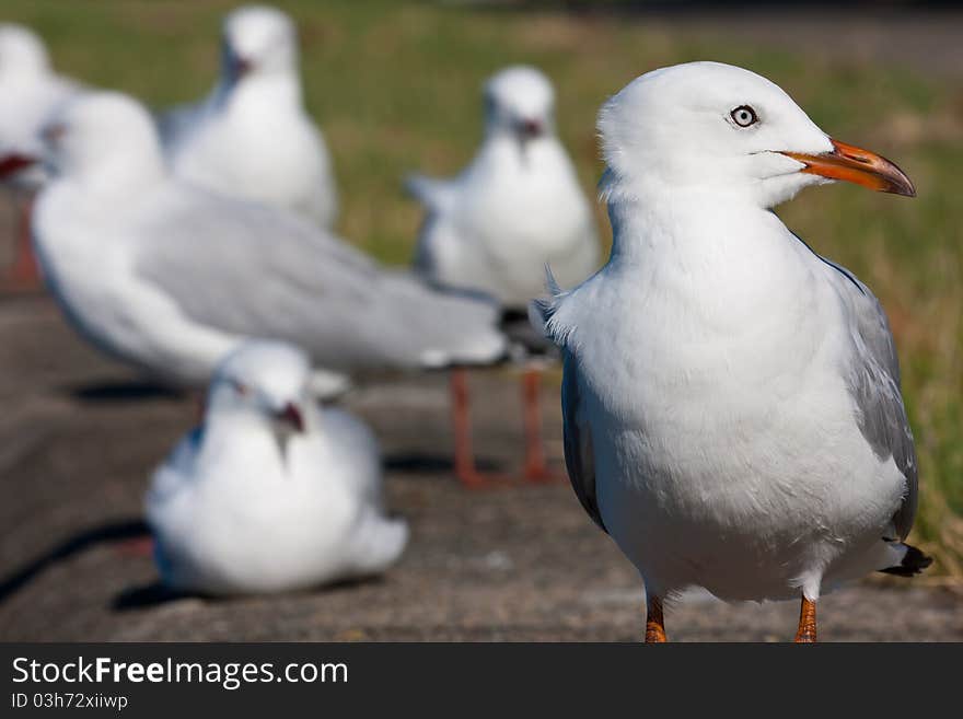 Silver Gull portaint