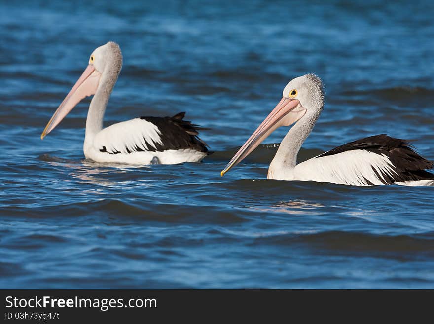 The Australian pelican is the biggest of all the pelicans and have successfully adapted to human populated areas along the Australian coast.