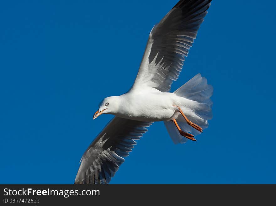 Gull in flight