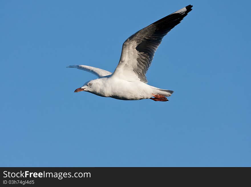 Gull in flight