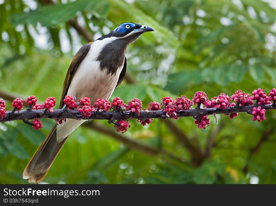 The Blue-faced Honeyeater is the only honeyeater in Australia with a bright blue skin patch on its face.