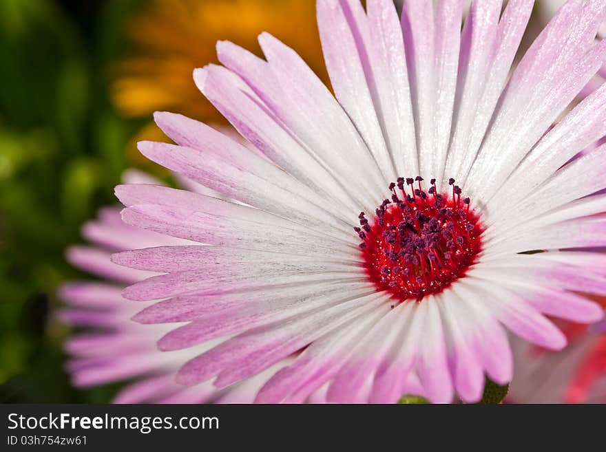 Close-up of a beautiful pink daisy flower