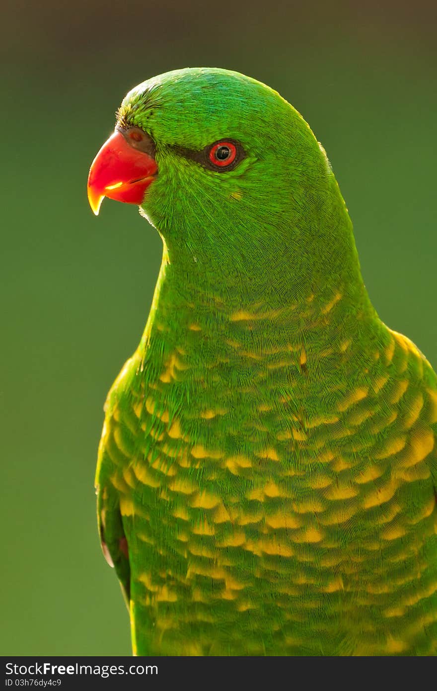 The predominantly green parrot is usually seen in flocks, often in the company of Rainbow Lorikeets. The predominantly green parrot is usually seen in flocks, often in the company of Rainbow Lorikeets.