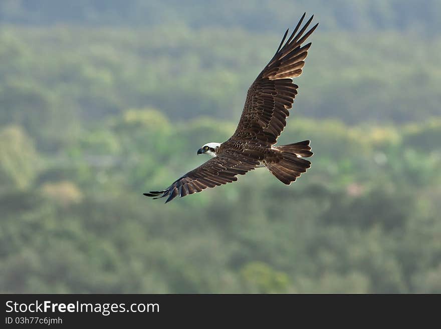 Osprey dive.