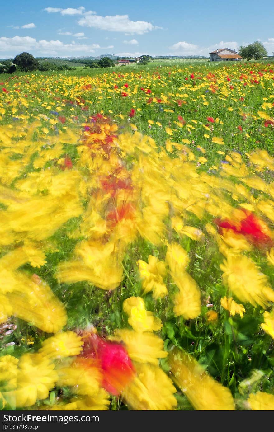 Flowers and wind