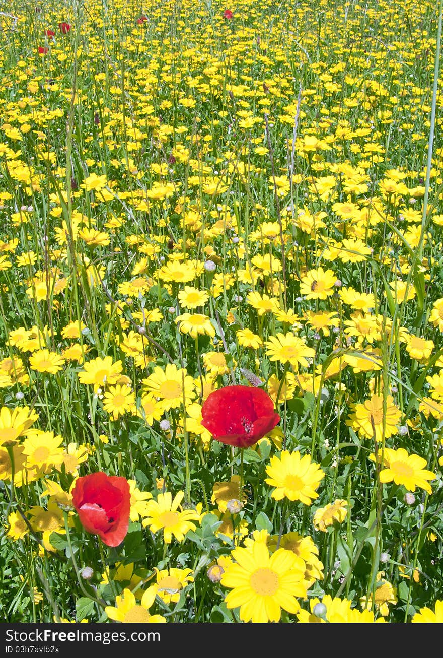 Flowers in a field