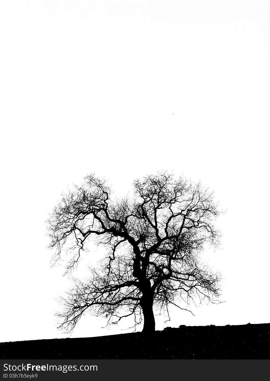 Tree silhoutte against a white background. Tree silhoutte against a white background