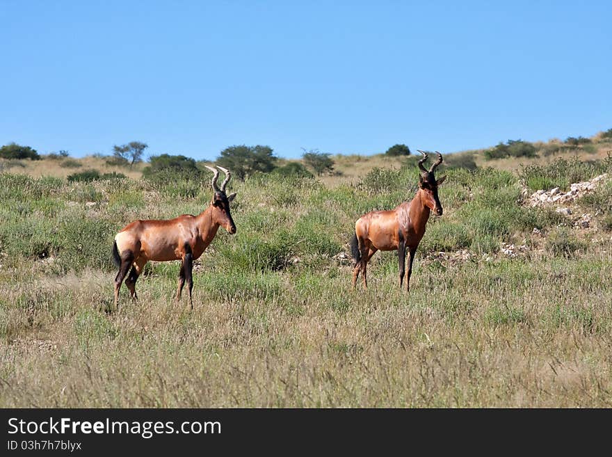 Two red hartebeest in the Kgalagadi Transfrontier Park in South Africa