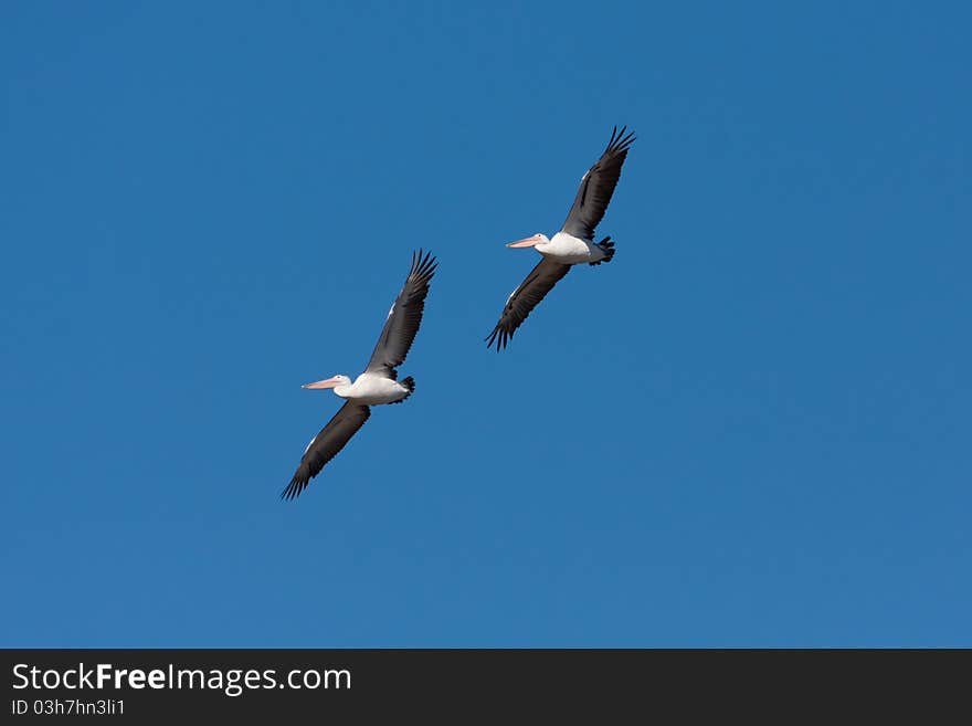 Two Australian Pelican flying in formation.