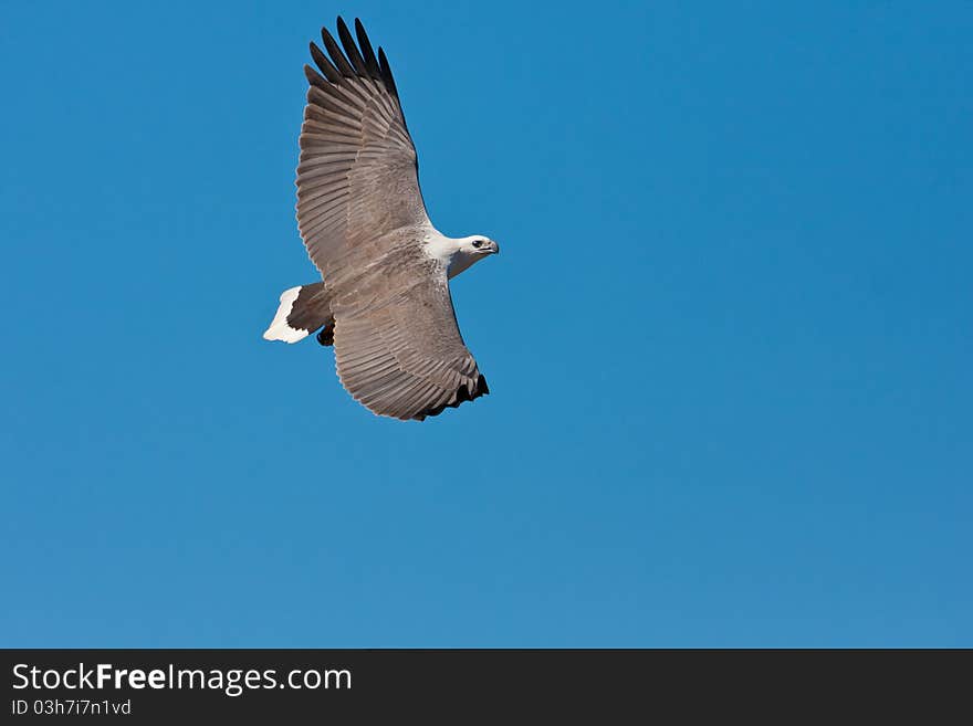 A White-bellied Sea-eagle soars overhead in search of prey in the form of fish, small rodents or even dead lambs.