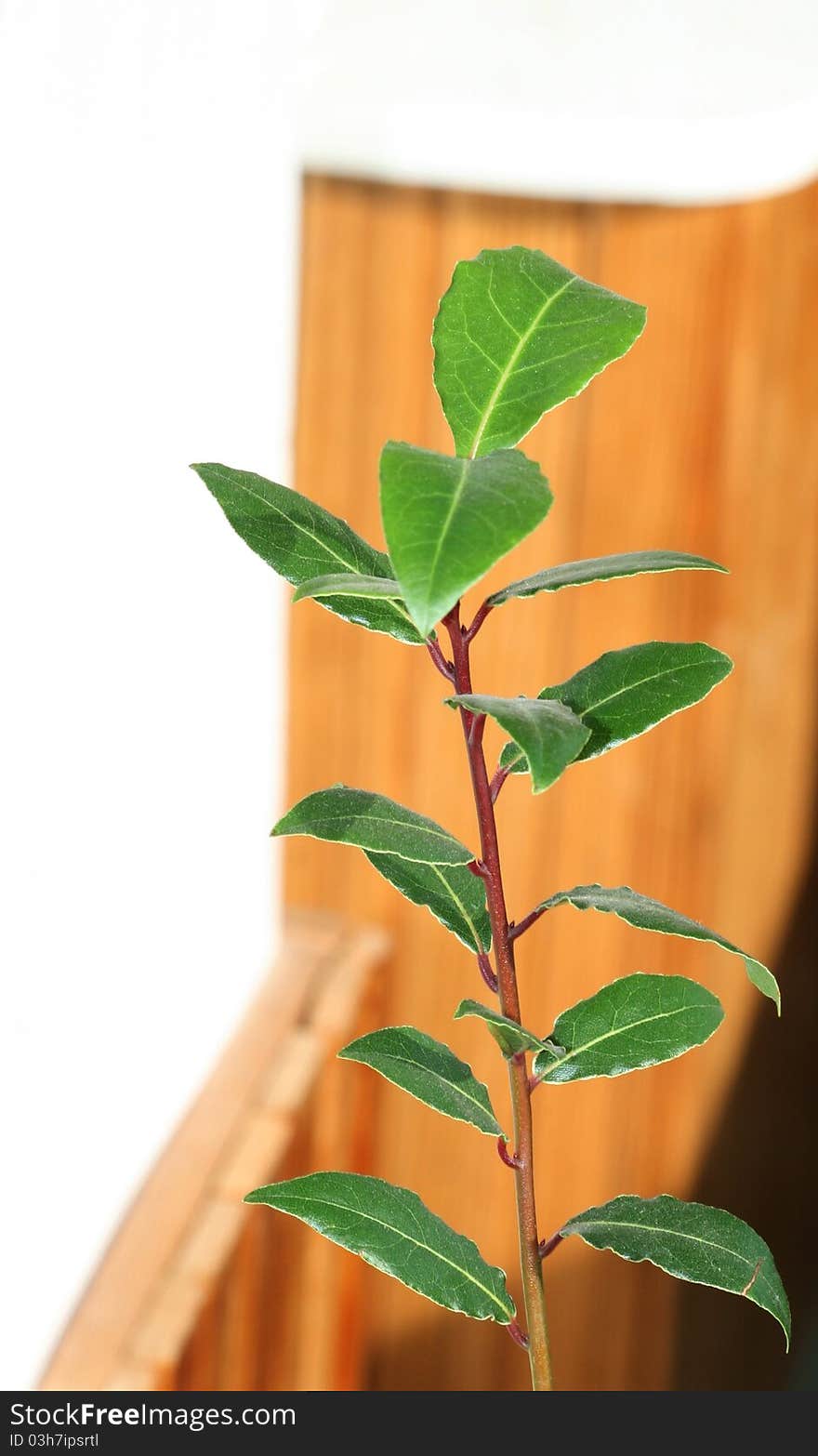 Young laurel bay tree