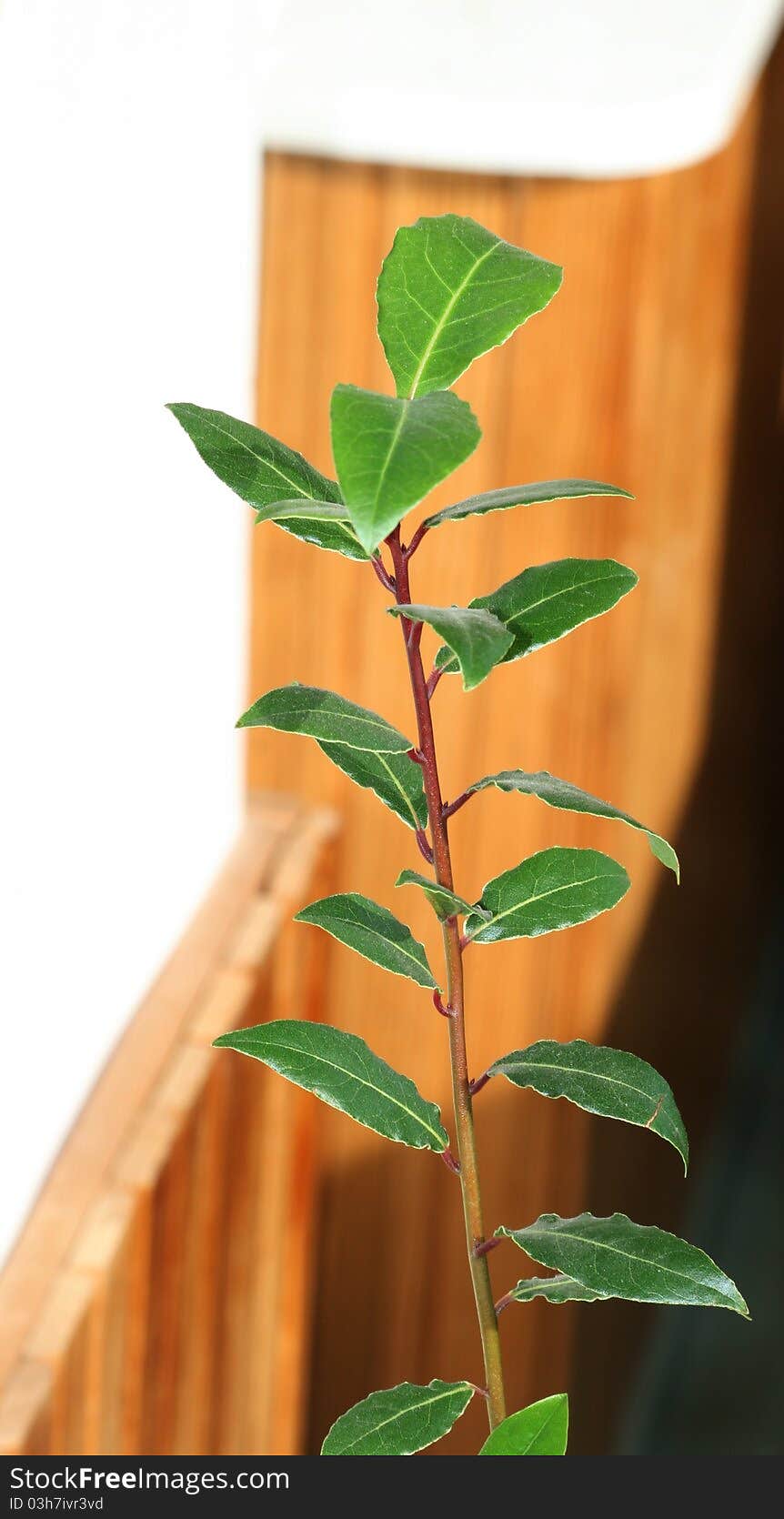 Young laurel bay tree