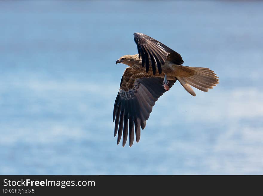 Whistling Kite