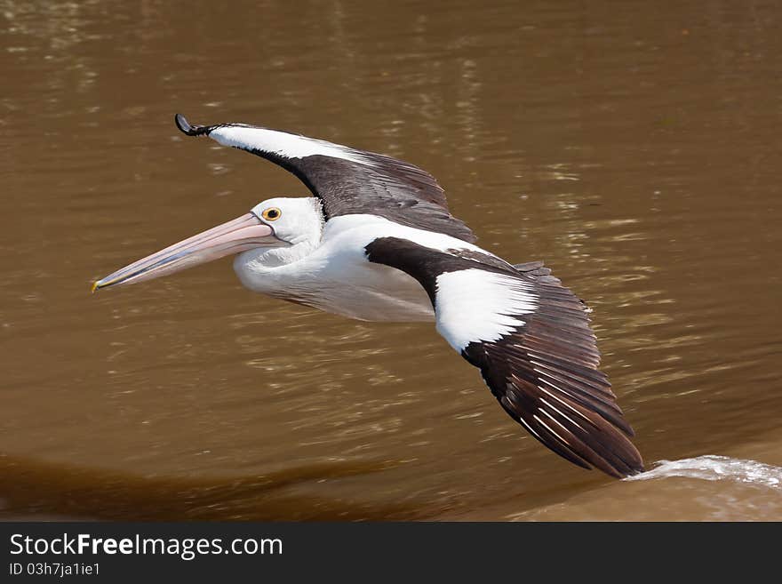 An Australian Pelican glides in low to land on the Tweed River.