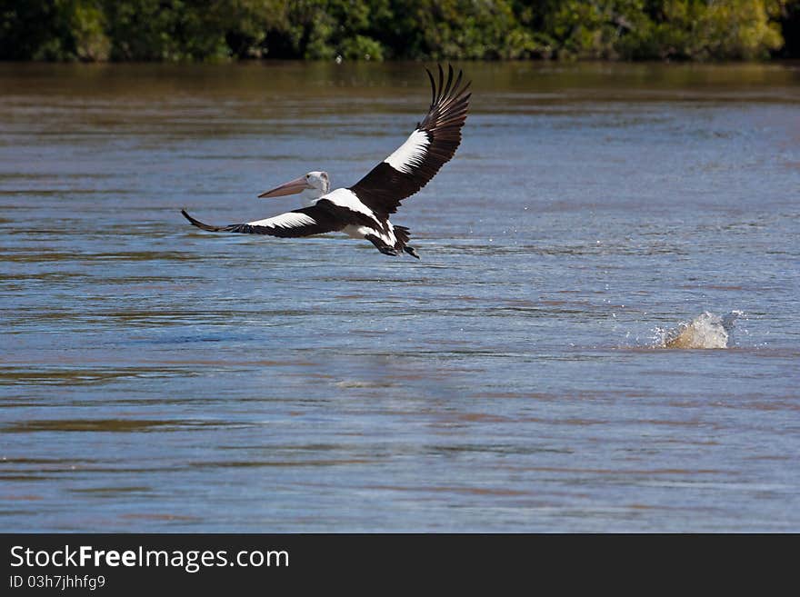 An Australian Pelican glides in low to land on the Tweed River.