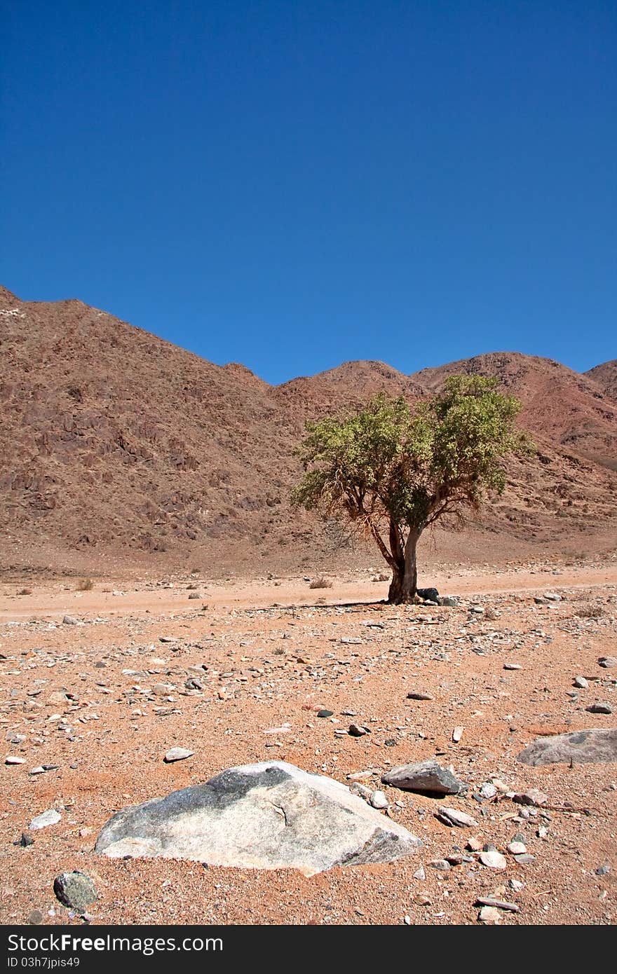 Sheperd S Tree In Richtersveld